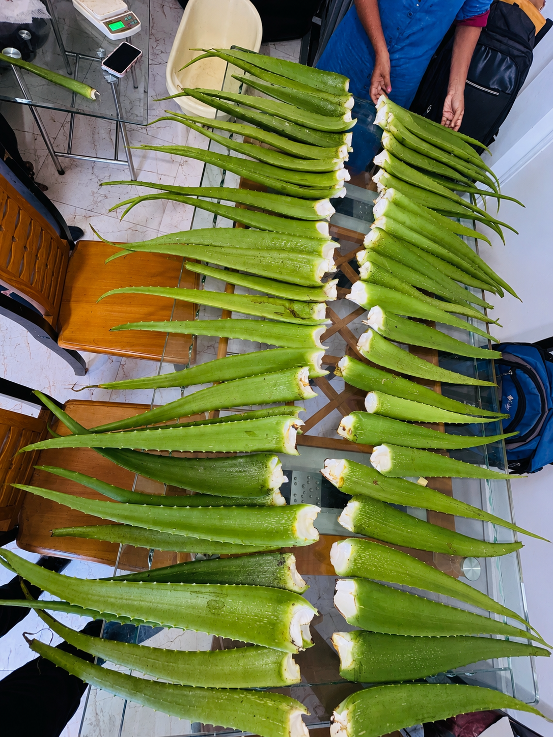 Fresh Aloe Vera